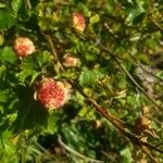 Rubus deliciosus Fruit