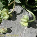 Ranunculus seguieri Fruit