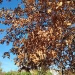 Quercus palustris ഇല
