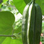 Aristolochia ringens Frukto