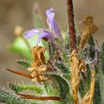 Hygrophila auriculata Floare
