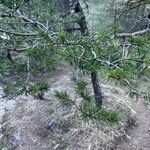 Pinus banksiana Frunză
