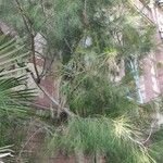 Casuarina cunninghamiana Агульны выгляд