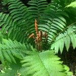 Osmundastrum cinnamomeum Leaf