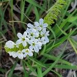 Heliotropium steudneri Flors