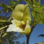 Impatiens noli-tangere Blüte