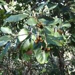 Storthocalyx leioneurus Fruit