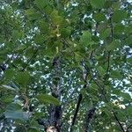 Alnus incana आदत