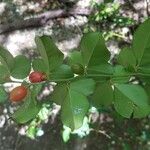 Triphasia trifolia Fruit