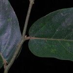 Monanthotaxis laurentii Leaf