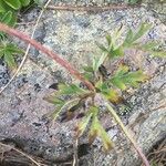 Anemone alpina 葉