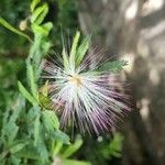 Calliandra selloi Foglia