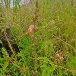 Polygala amboniensis Hábito