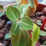 Peperomia verticillata Leaf