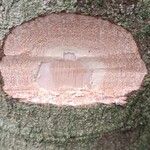 Garcinia kola Bark