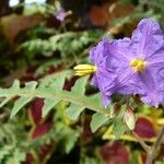 Solanum pyracanthos Цветок