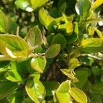 Cotoneaster acutifolius Leaf