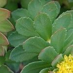 Rhodiola ishidae Φύλλο