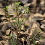 Amaranthus thunbergii Celota