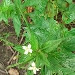 Epilobium roseum Fruit