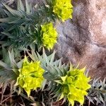 Euphorbia macroclada ശീലം