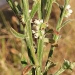 Neojeffreya decurrens Flower