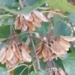 Acer buergerianum Vrucht