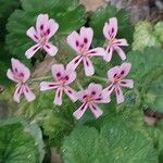 Pelargonium echinatum Flor