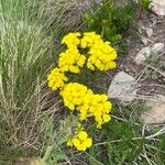 Erysimum jugicola Flower