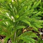 Lycopodium dendroideumPlod