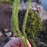 Lycopodium annotinum Yaprak