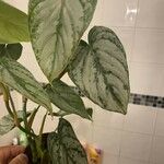 Philodendron brandtianum Leht