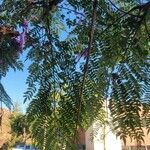 Jacaranda mimosifolia Levél