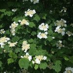 Viburnum sargentii Habit