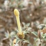 Barleria acanthoides Цвят