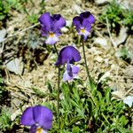 Viola aethnensis Flower