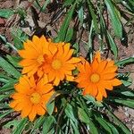 Gazania rigensFlower