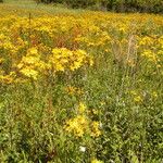 Hypericum perforatumFlower