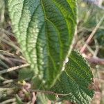 Lantana trifolia Leaf