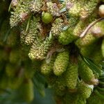 Abies lasiocarpa Fruit