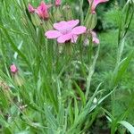 Gypsophila vaccaria Folha