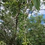 Tinospora cordifolia Fruit