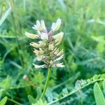 Astragalus cicer 花