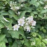 Rubus scaber Blüte