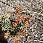 Sphaeralcea coccinea 花