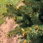 Picea meyeri 叶