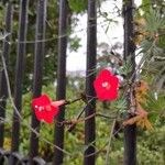 Ipomoea coccinea Kvet