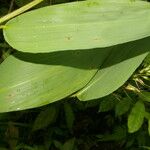 Olyra latifolia Blad