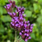 Verbena bonariensisBlomma