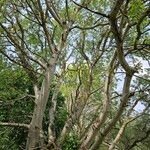 Populus × canescens Buveinė